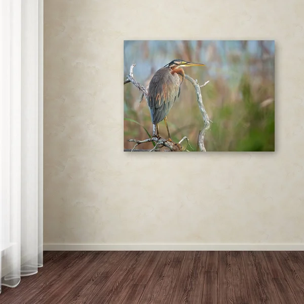 Trademark Fine Art 1X03960-C2432Gg Milan Zygmunt 'Purple Heron' Canvas