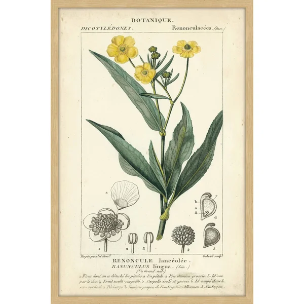 Marmont Hill Inc Botanique Study in Yellow III' Framed Painting Print - 16 x 24